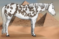 Horse Color:Liver Chestnut Splash Appaloosa 