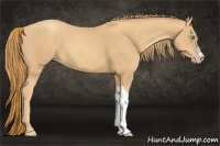 Horse Color:Gold Champagne 