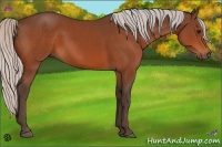 Horse Color:Silver Bay 