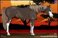 Horse Color:Liver Chestnut Sabino