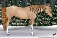 Horse Color:Chestnut Pearl