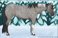 Horse Color:Smoky Grullo Roan Tobiano 