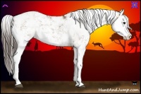Horse Color:Liver Red Dun Sabino Splash
