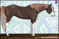 Horse Color:Liver Chestnut Splash 