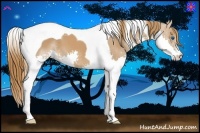Horse Color:Chestnut Splash Tobiano