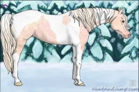 Horse Color:Palomino Ice Tobiano 