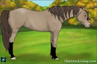 Horse Color:Classic Cream Champagne Roan 