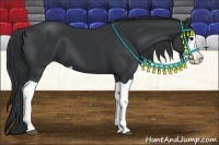 Horse Color:Black Splash 
