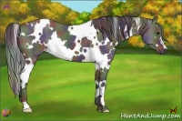Horse Color:Nacre White Spotted Black 