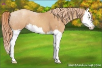 Horse Color:Gold Champagne Splash 