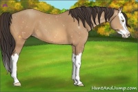 Horse Color:Amber Champagne Splash 