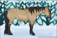 Horse Color:Bay Dun