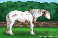 Horse Color:White Spotted Silver Bay Tobiano