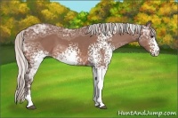 Horse Color:White Spotted Silver Bay Ice Sabino