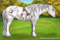 Horse Color:Plaid Buckskin Appaloosa