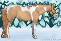 Horse Color:Gold Champagne Tobiano 