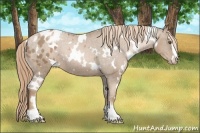 Horse Color:White Spotted Liver Chestnut Pearl Sabino Appaloosa