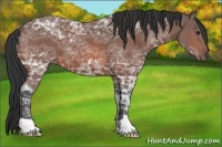 Horse Color:Bay Ice 