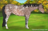 Horse Color:Bay Ice Rabicano 