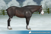 Horse Color:Bay Sabino