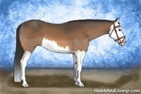 Horse Color:Buckskin Splash 
