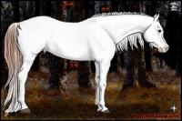 Horse Color:Black Sabino Snowflake Varnish