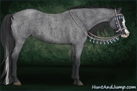 Horse Color:Blue Roan Splash 