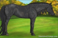 Horse Color:Black  Brindle