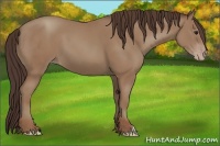 Horse Color:Classic Champagne 