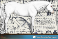 Horse Color:Silver Black Chinchilla Splash Appaloosa 