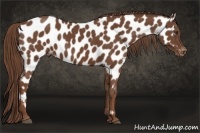 Horse Color:Chestnut Appaloosa