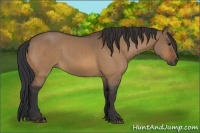 Horse Color:Bay Dun