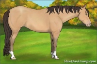 Horse Color:Amber Champagne 