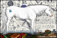 Horse Color:Silver Black Chinchilla Splash Appaloosa 