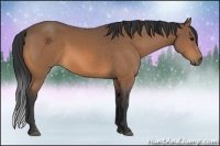 Horse Color:Buckskin 