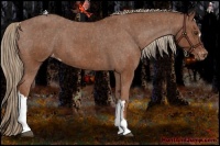 Horse Color:Chestnut Appaloosa  Brindle