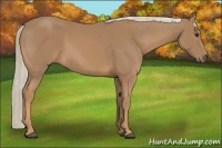 Horse Color:Palomino 