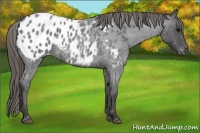 Horse Color:Smoky Blue Roan Appaloosa