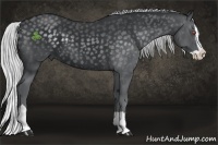 Horse Color:Silver Black Chinchilla Splash 