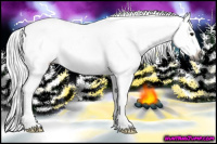 Horse Color:Gray Plaid  Buckskin Splash Appaloosa 