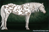 Horse Color:Silver Smoky Black Appaloosa 