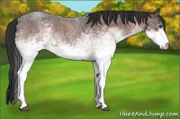 Horse Color:White Spotted Bay Roan