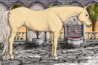 Horse Color:Palomino