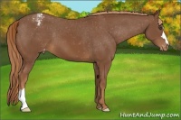 Horse Color:Chestnut Appaloosa 