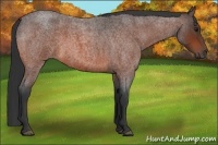 Horse Color:Bay Roan 