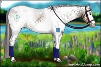 Horse Color:White Spotted Brown Ice Appaloosa 