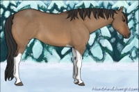 Horse Color:Bay Dun Tobiano 