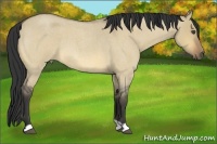 Horse Color:Buckskin Roan Dun 