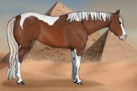 Horse Color:Silver Bay Splash Tobiano 