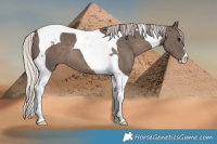 Horse Color:Silver Black Tobiano 